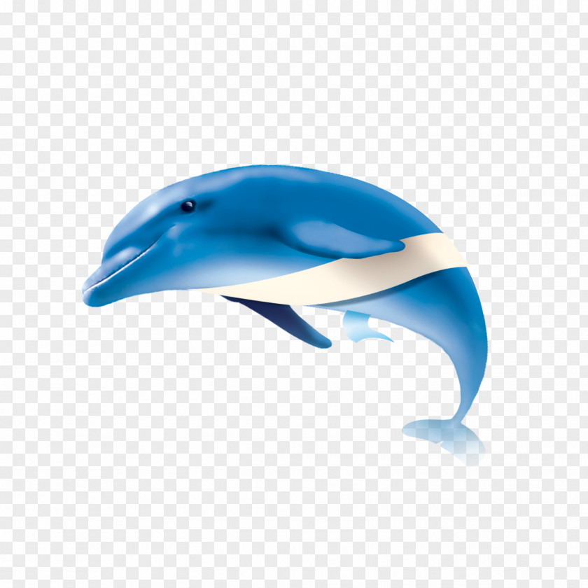 Whale Common Bottlenose Dolphin Short-beaked Tucuxi PNG