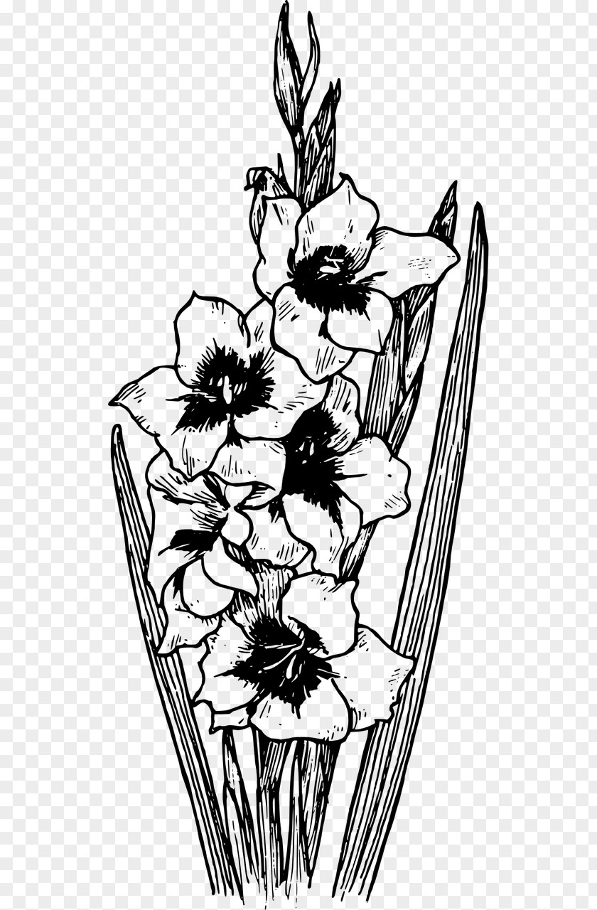 Botany Coloring Book Drawing Stock Photography Gladiolus Communis Clip Art PNG