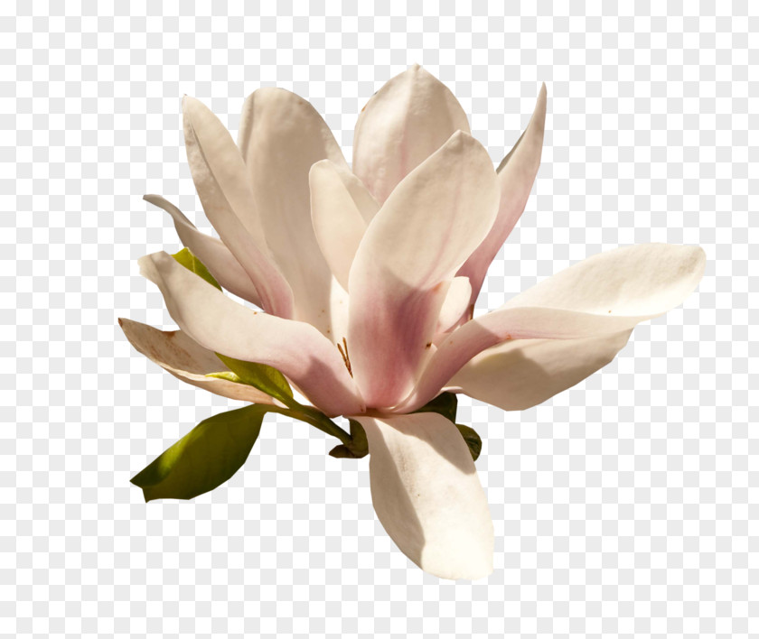 Flower Magnolia Petal Blog PNG