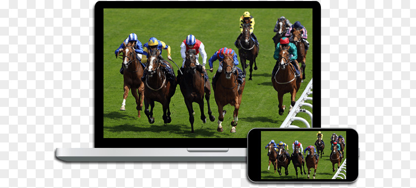 Horse Racing Punchestown Racecourse Sports Betting PNG