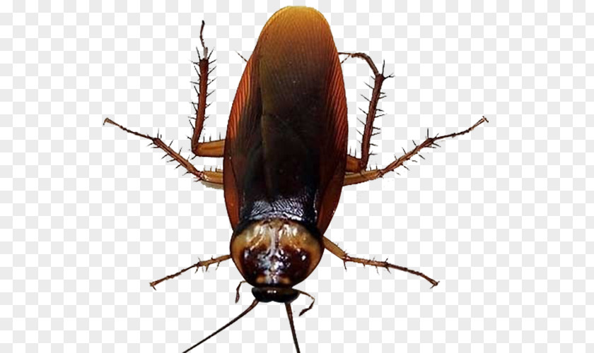 Mosquito Picture Cockroach Insecticide U9664u56dbu5bb3 PNG