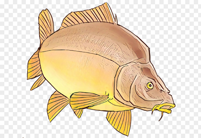 Cyprinidae Tench Fish Cartoon PNG