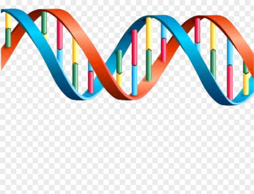 Dna Gene DNA Genetics Transcription Expression PNG