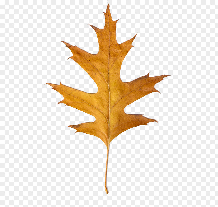 Leaf Canadian Maple Clip Art PNG