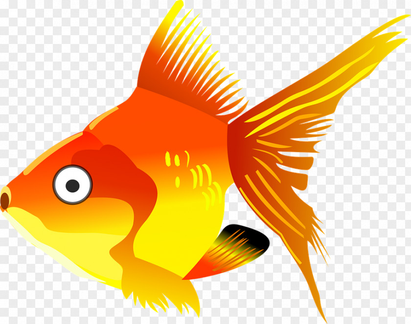 Poisson Cartoon Goldfish Koi Vector Graphics Drawing Clip Art PNG
