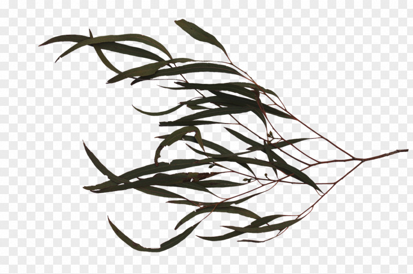 Tree Branch With Leaves Twig Black And White PNG