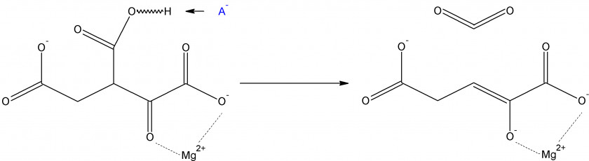 Isocitrate Dehydrogenase Isocitric Acid Nicotinamide Adenine Dinucleotide Oxidative Decarboxylation Enzyme PNG