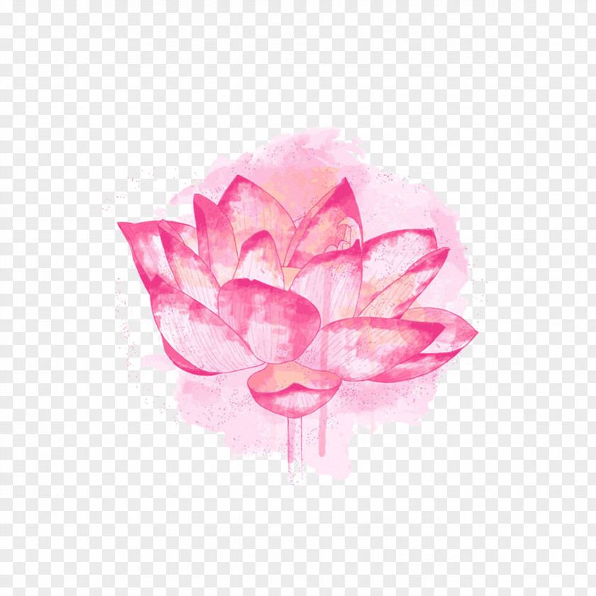 Pink Lotus Watercolor Nelumbo Nucifera Plant Symbolism PNG