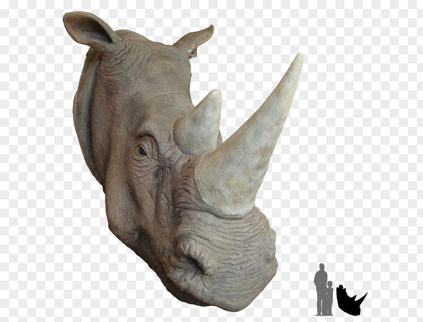 Rhino Rhinoceros Deer Animal African Horn PNG