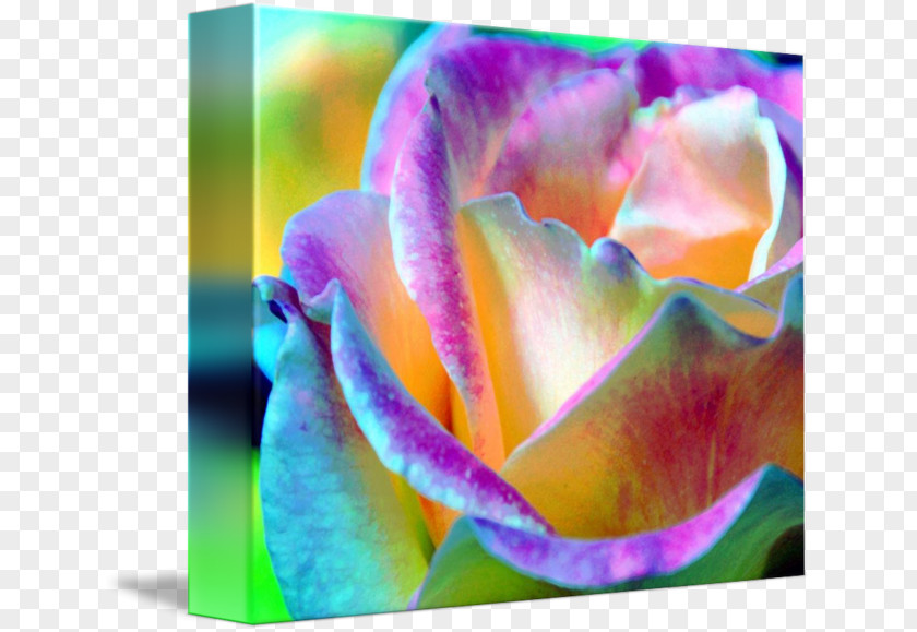 Rose Leslie Water Lilies Flower Rainbow Garden Roses PNG