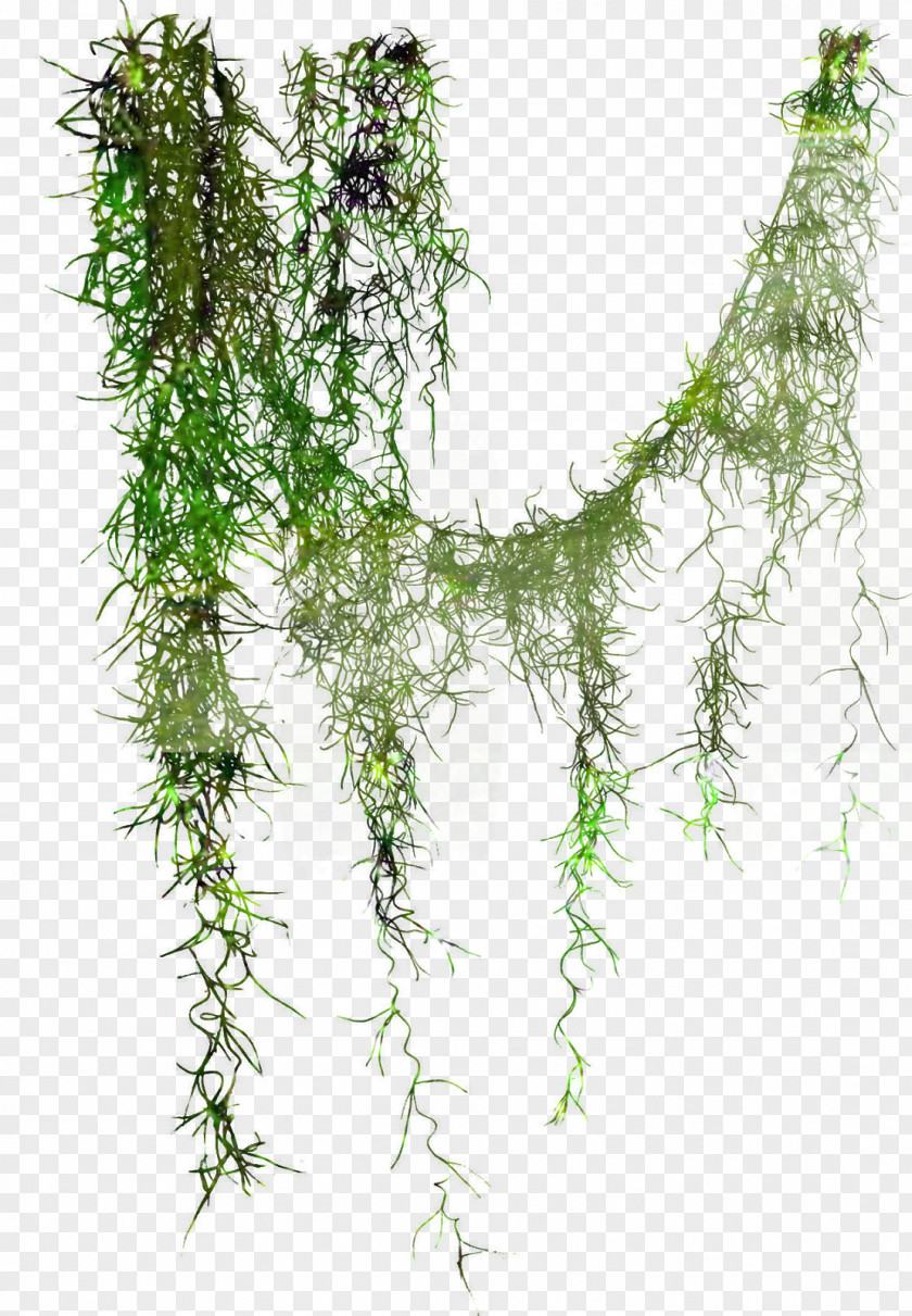 Tree Liana Leaf Photography Plant Stem PNG