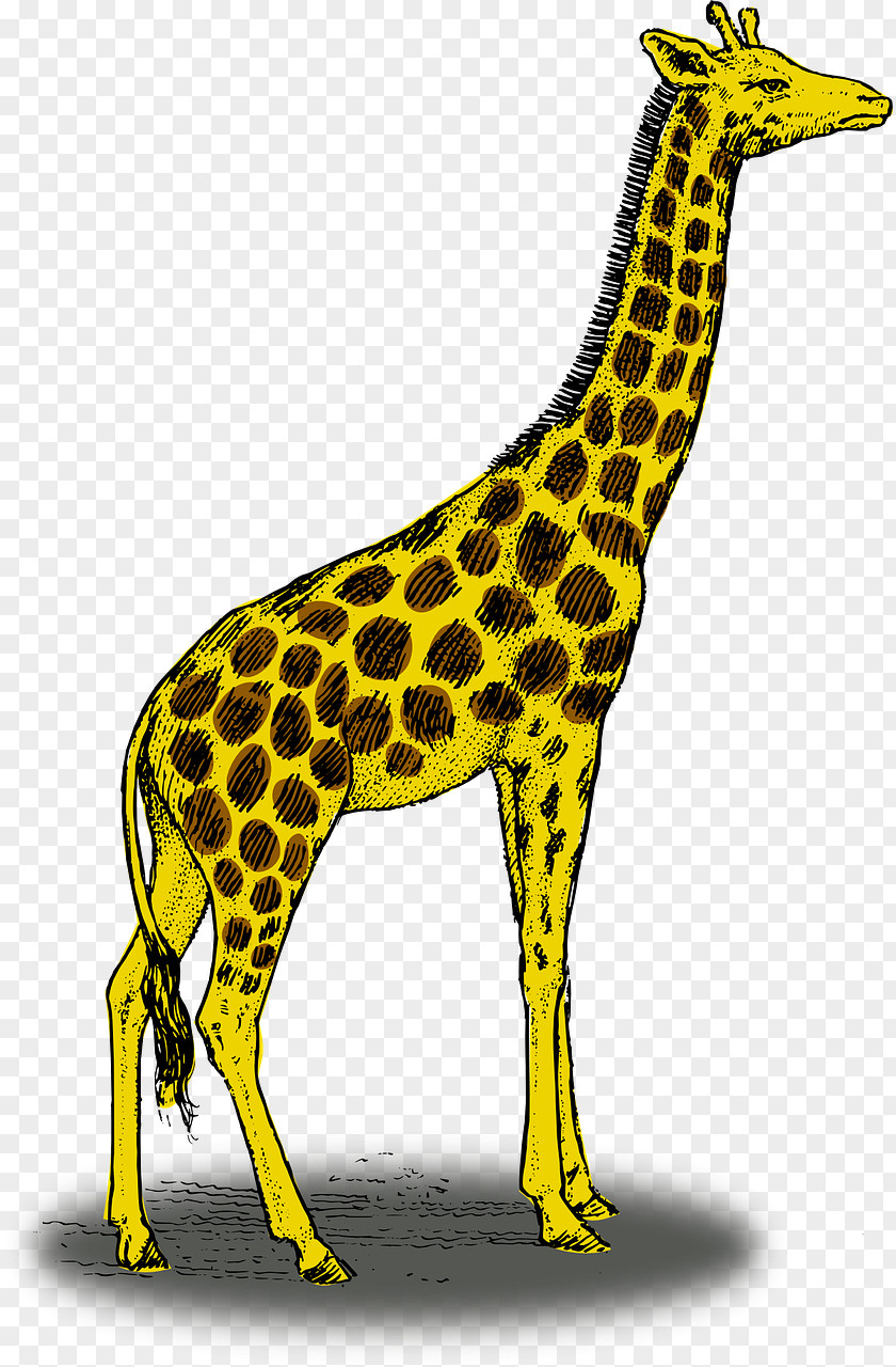 Yellow Giraffe Drawing Pencil Clip Art PNG