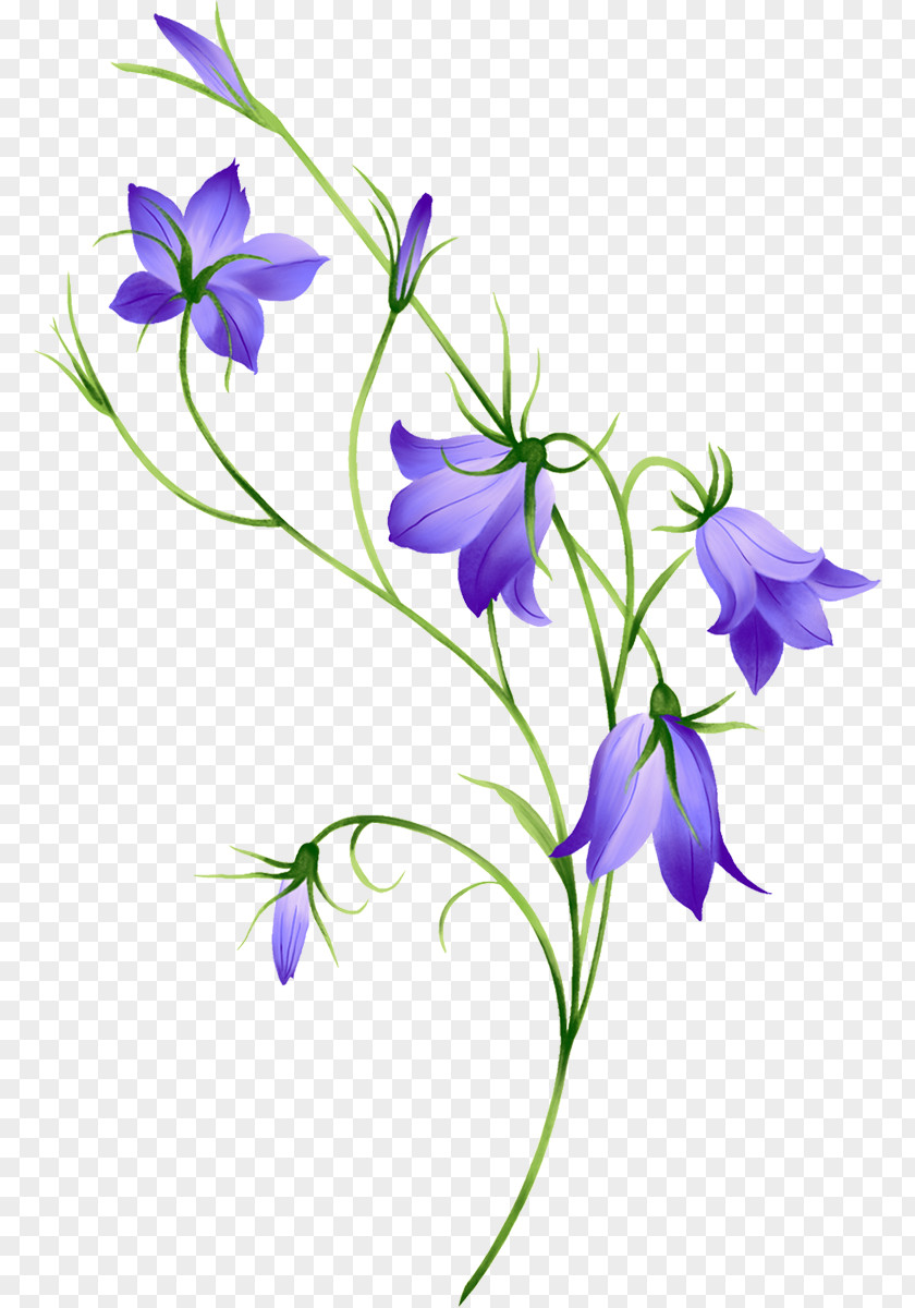 Flower Bellflowers Drawing Clip Art PNG