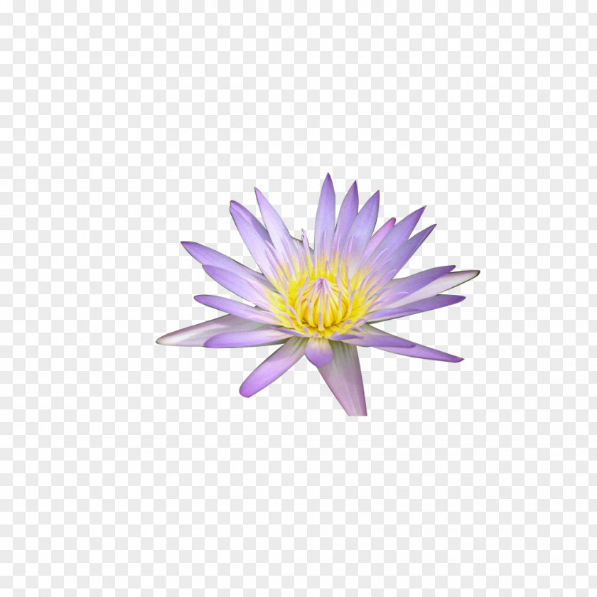 Lotus Creative Animation Android Wallpaper PNG