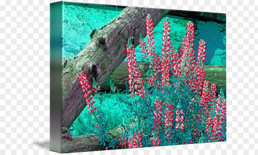 Lupine Green Turquoise Ecosystem Organism PNG