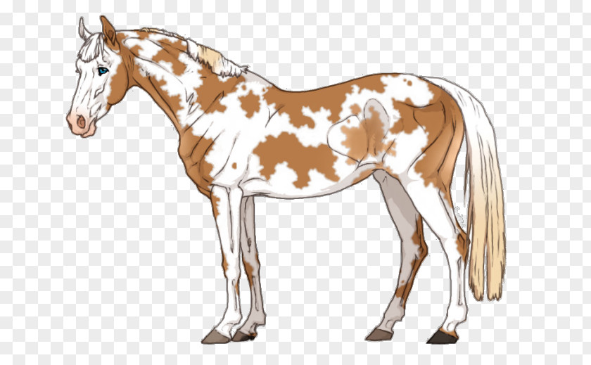 Mustang Mule Foal Mare Mane Stallion PNG