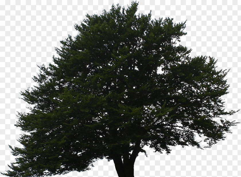 Tree Spruce European Beech Fir Beechnut PNG