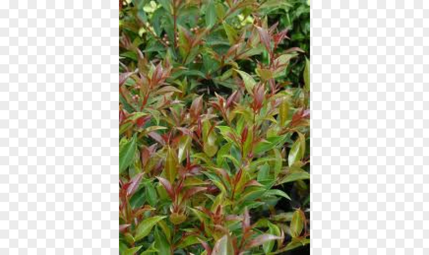 Leaf Tree Groundcover Lawn Herb PNG