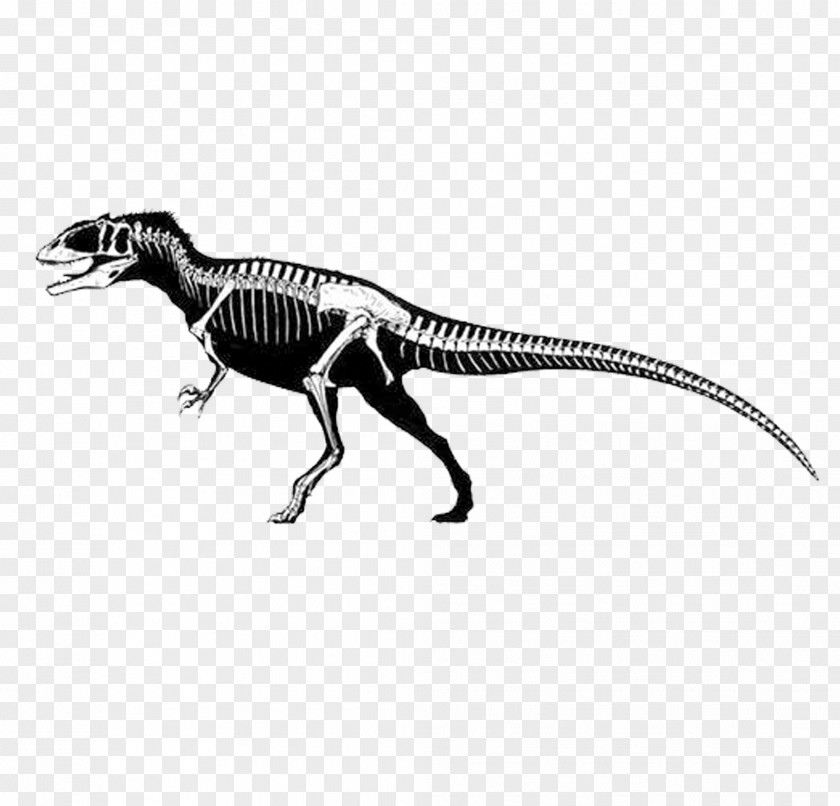 Long Dinosaur Skeleton Carcharodontosaurus Eocarcharia Giganotosaurus Spinosaurus Tyrannosaurus PNG