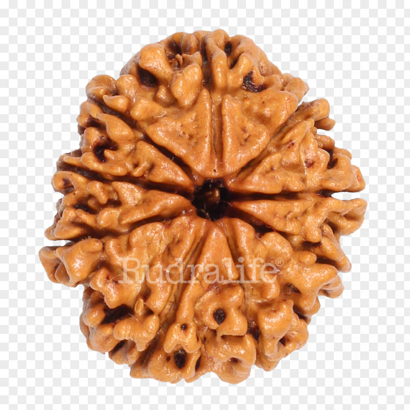 Rudraksha Cookie M Commodity PNG