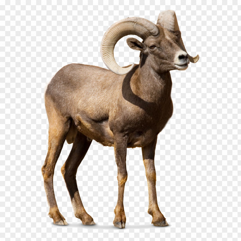 Sheep Barbary Argali Goat Cattle PNG