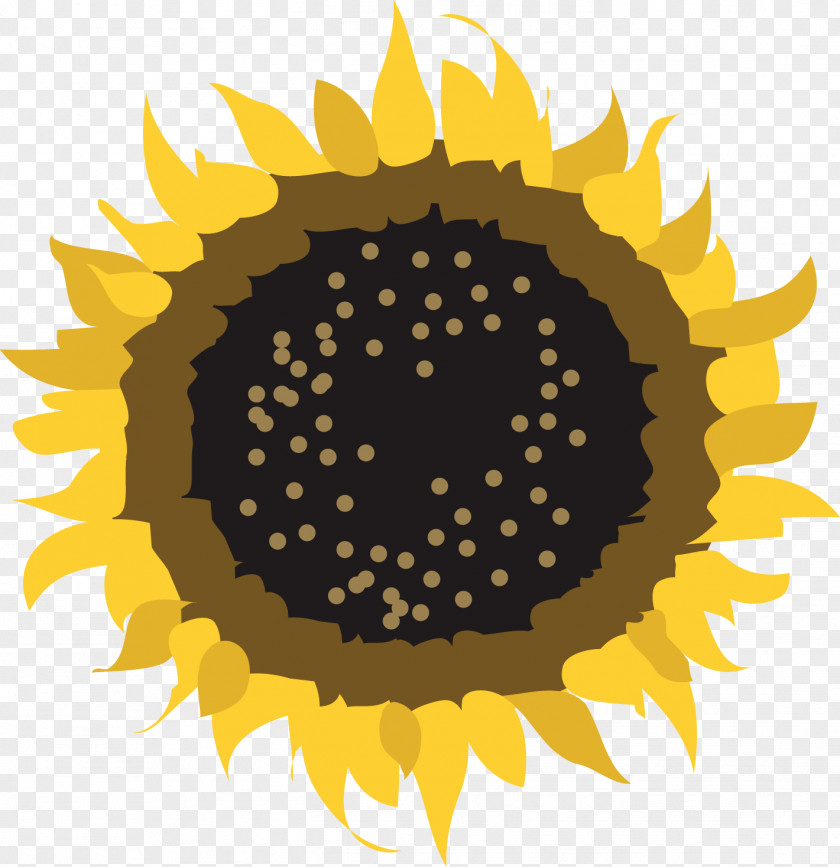 Sunflowers Common Sunflower Pseudanthium Clip Art PNG