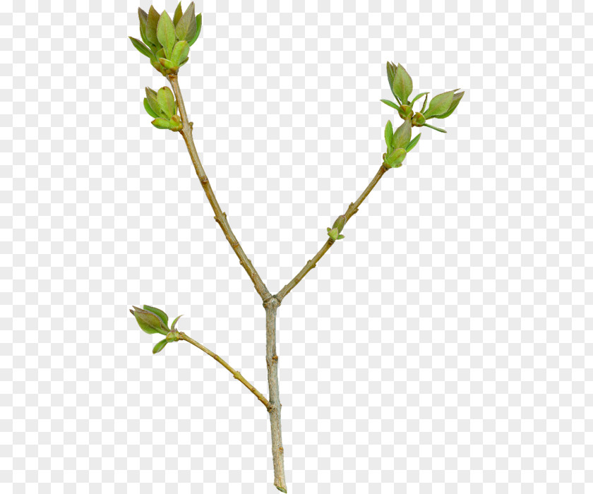 Twig Computer Software Clip Art PNG