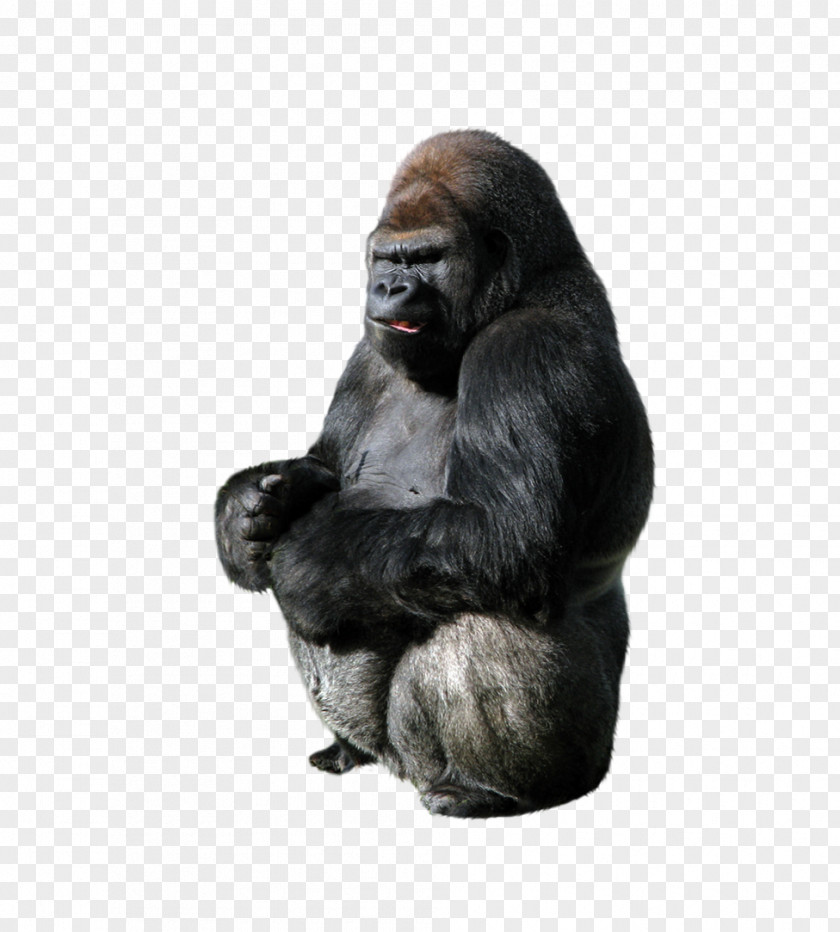 Animal Orangutan Gorilla Ape Primate PNG