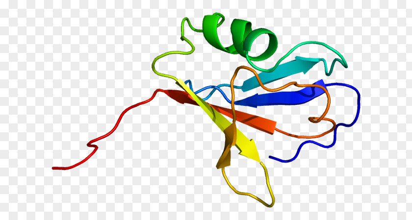 ARAF Protein Kinase Serine PNG