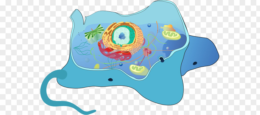 Cell Biology Autophagy Eukaryote Receptor-mediated Endocytosis PNG
