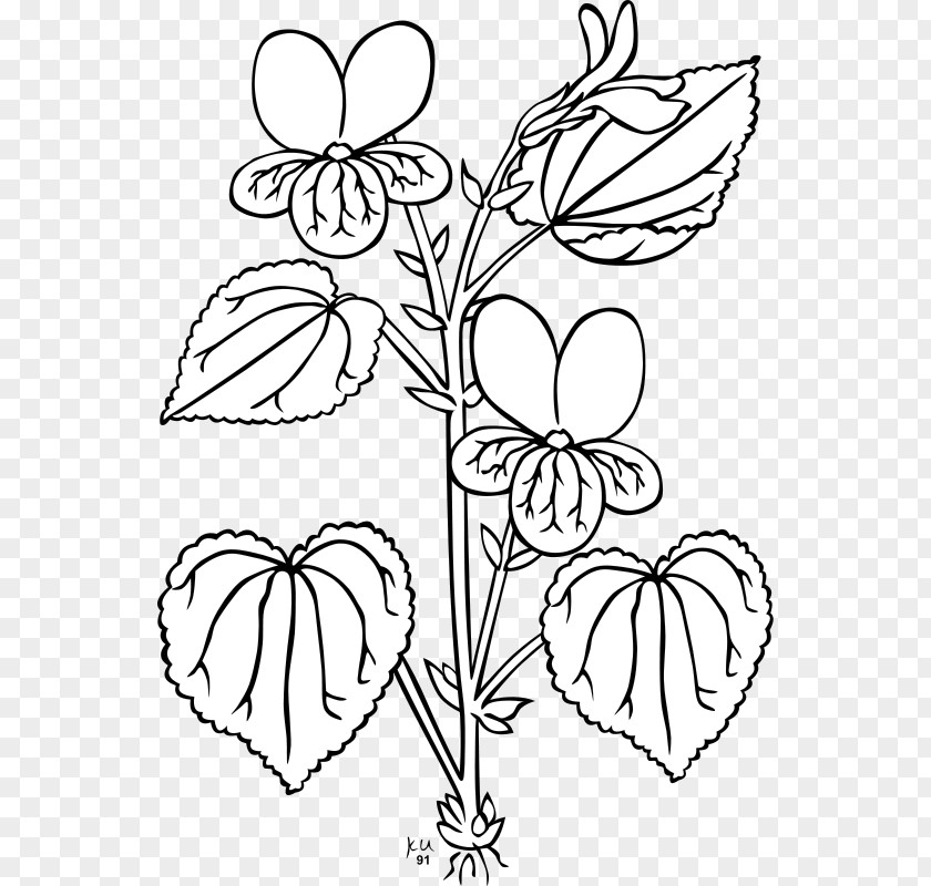 Sampaguita Drawing Viola Glabella Plant Clip Art PNG