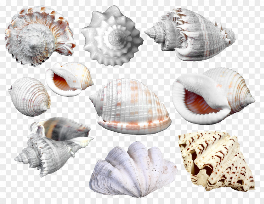 Scallops Conch Collection Picture Frame Seashell Cdr Clip Art PNG