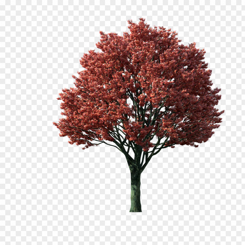 Tree Japanese Maple Acer Japonicum Clip Art PNG