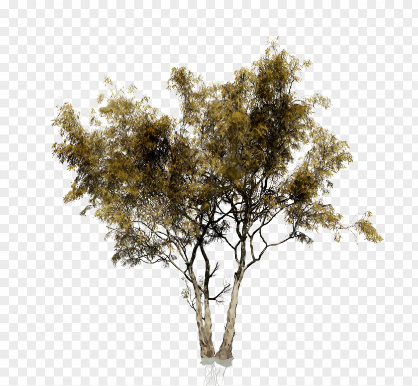 Tree Stock Photography Image Shrub PNG