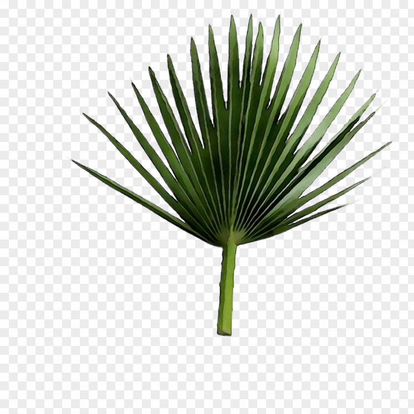 Asian Palmyra Palm Saw Palmetto Extract Leaf Line Plant Stem PNG