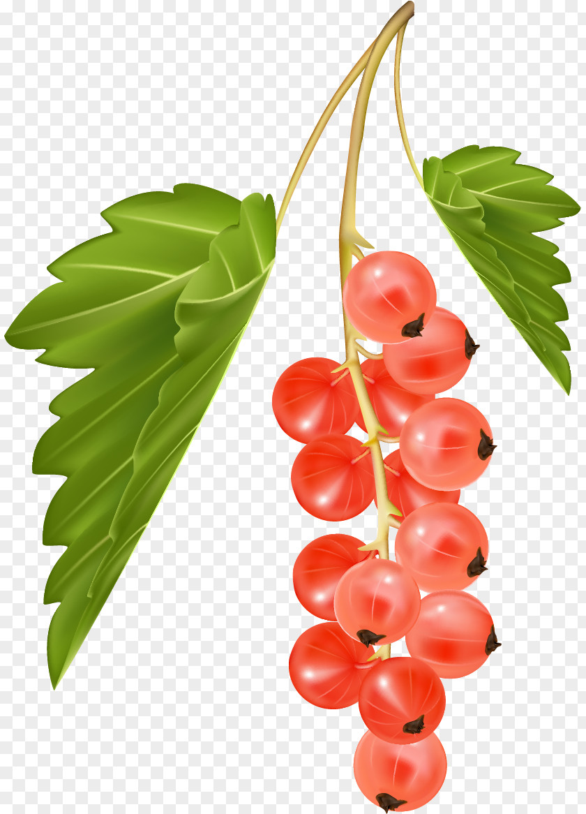 Berries Zante Currant Blackcurrant Common Grape Vine Redcurrant Vector Graphics PNG