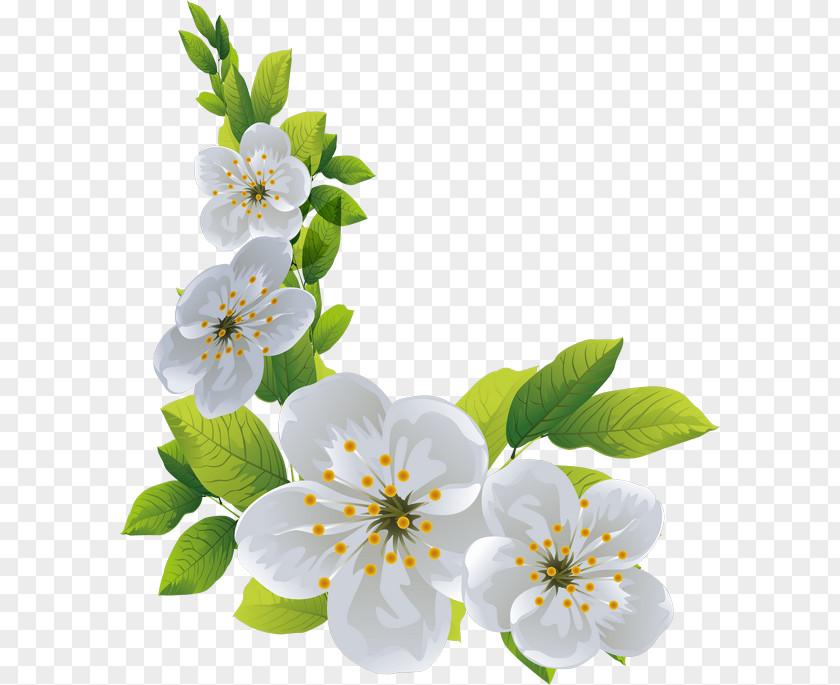 Cherry Blossom Spring Cut Flowers PNG