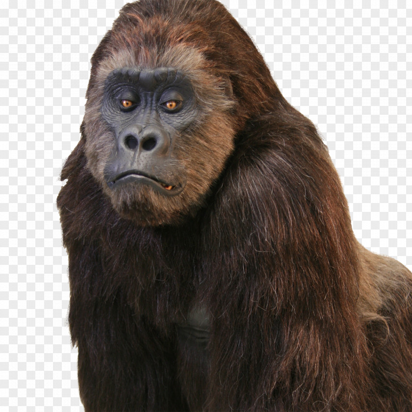 Gorilla Western Common Chimpanzee Hollywood Primate Suit PNG