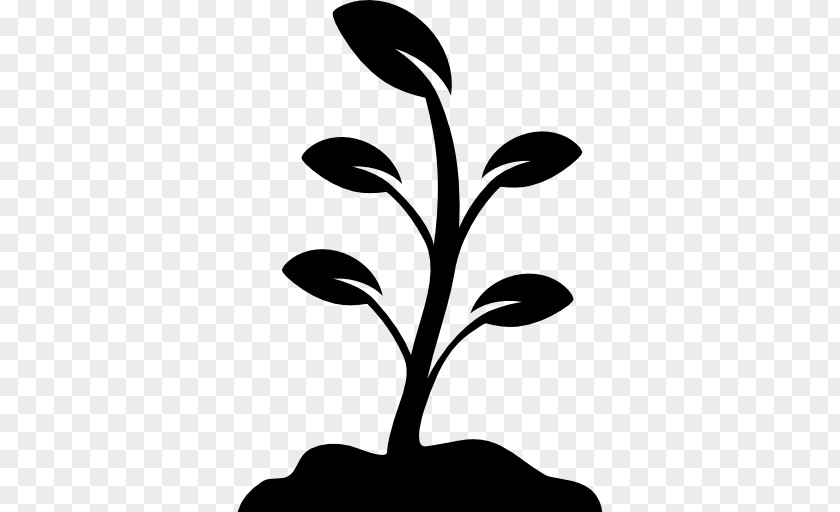 Grows Plant PNG