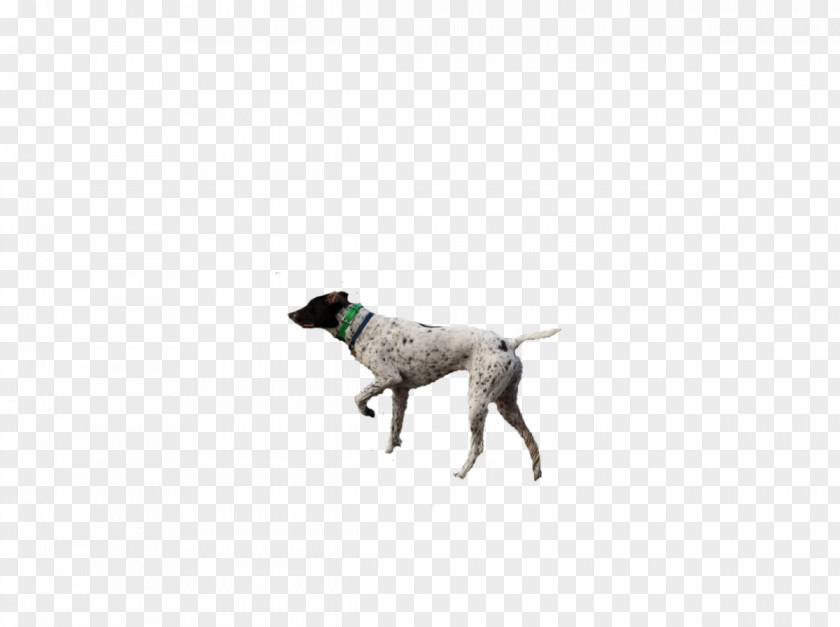 Pheasant Pointer Dog Breed Hunting Sporting Group Crossbreed PNG