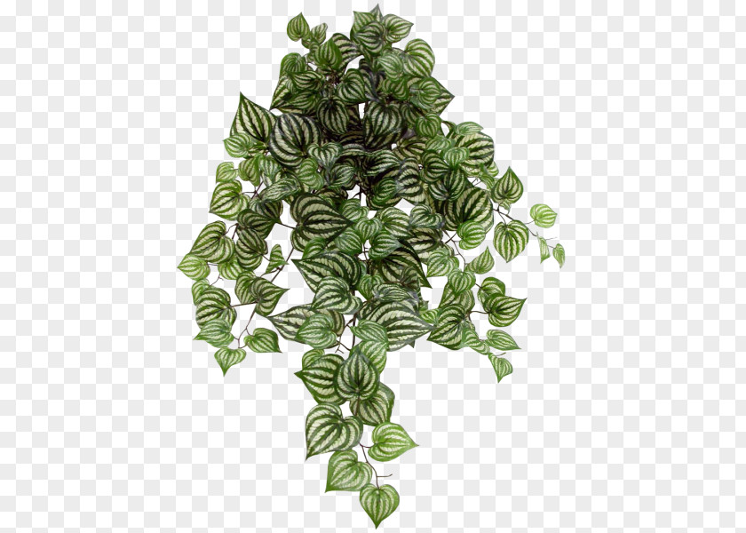 Anthurium Ivy Family Tree Background PNG