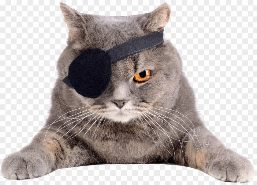 Cat Eyepatch Felidae Stock Photography PNG