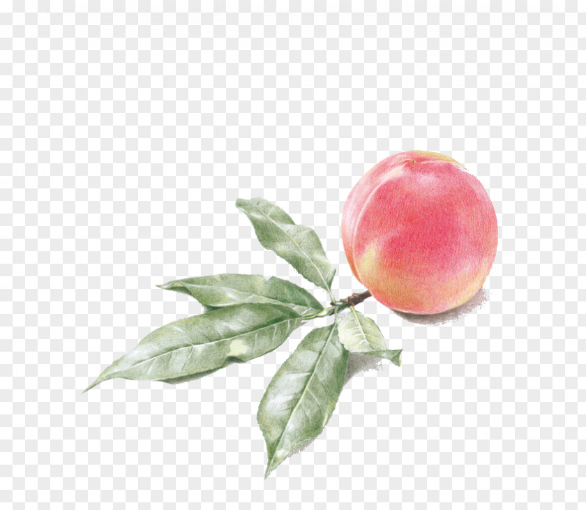 Peach Drawing Watercolor Painting Illustration PNG