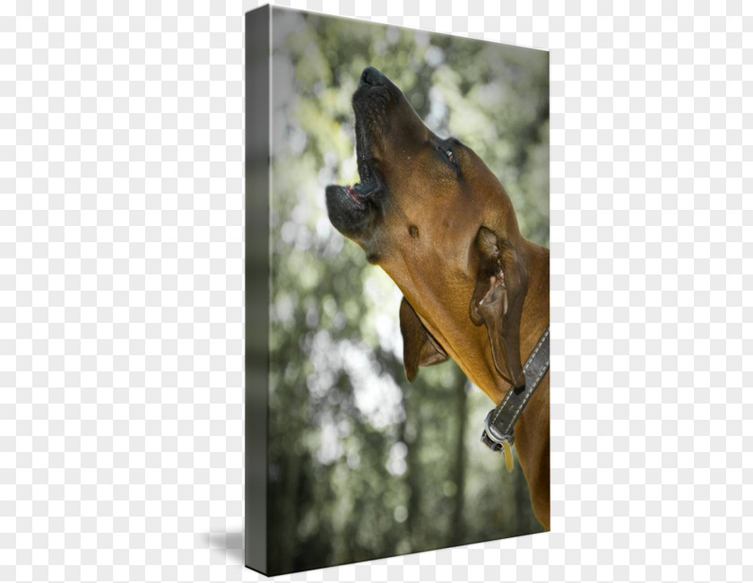 Redbone Coonhound Great Dane Plott Hound Bloodhound Black And Tan PNG
