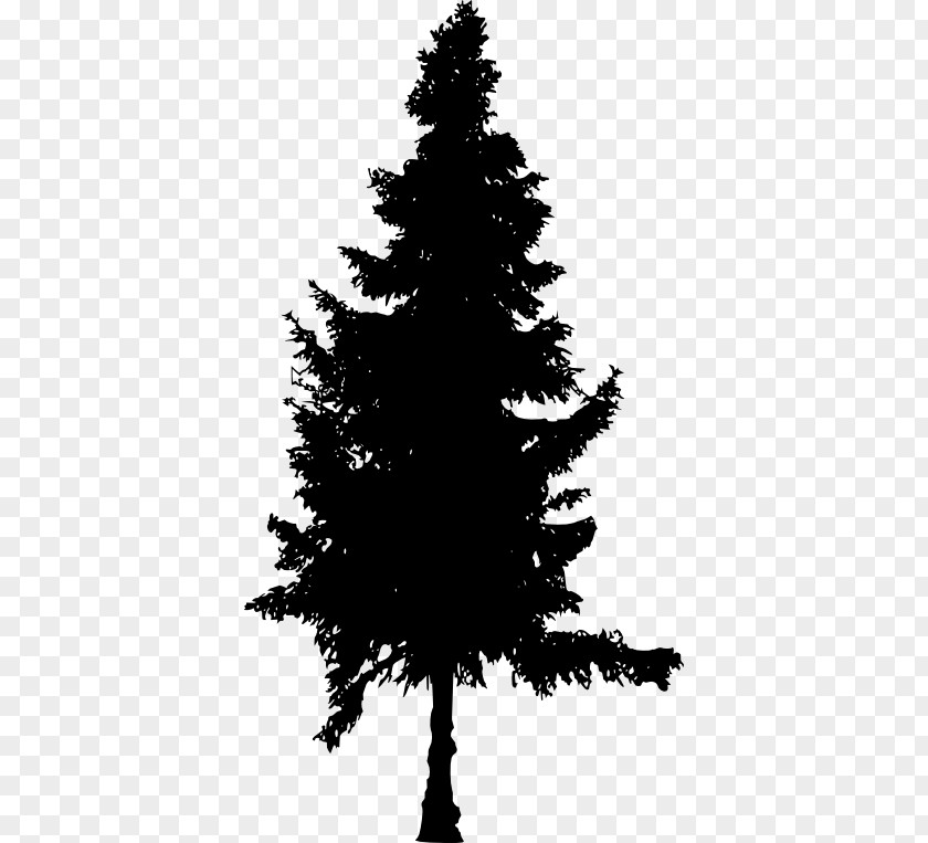 Tree Spruce Fir Pine Christmas PNG