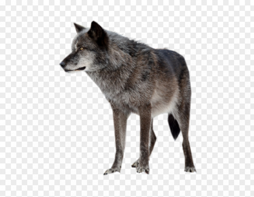 Wolf Eye Arctic Saarloos Wolfdog PNG