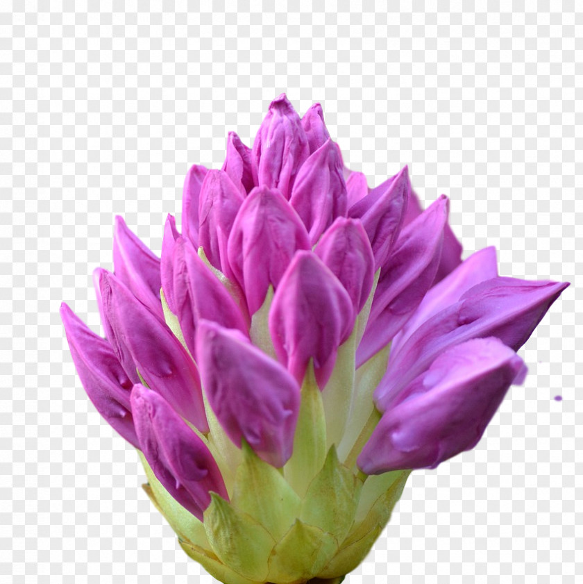 Flower Annual Plant Herbaceous Petal Bud PNG