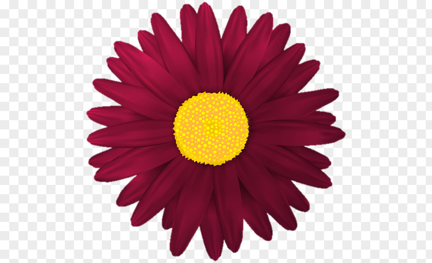 Flower Clip Art Red Transvaal Daisy Desktop Wallpaper PNG