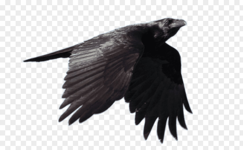 Flying Ravens Common Raven Bird Fan-tailed PNG