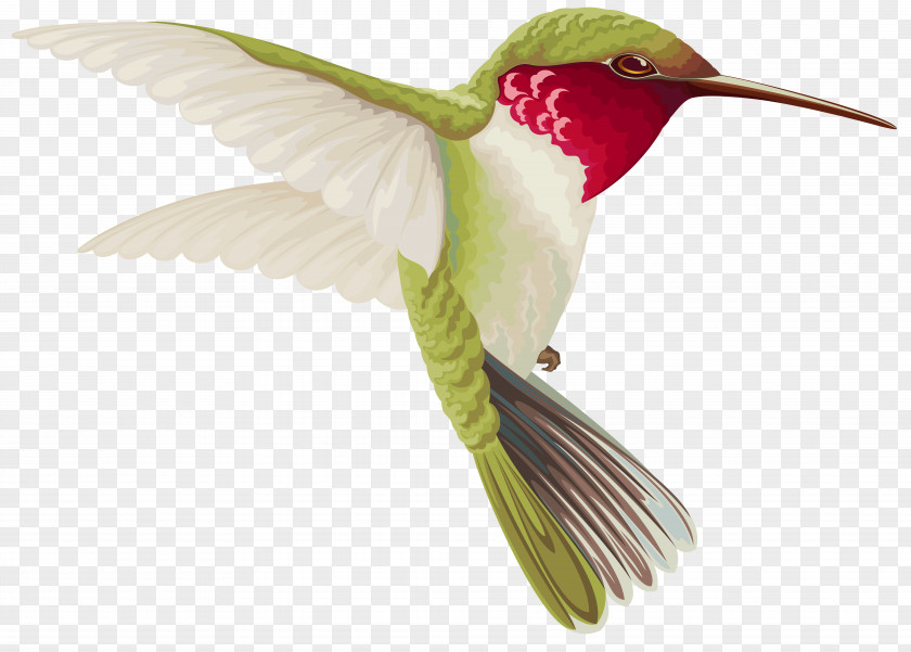 Humming Bird Transparent Clip Art Image Hummingbird PNG